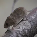 Eurasian Harvest Mouse
