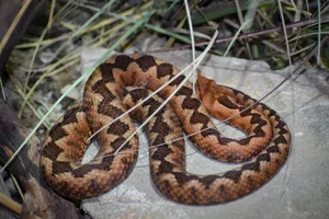 Zandadder