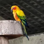 Sun Parakeet