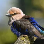 Blue-bellied Roller