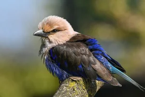 Blauwbuikscharrelaar
