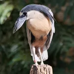 Boat-billed Heron (Southern)