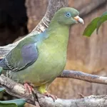 African Green-pigeon