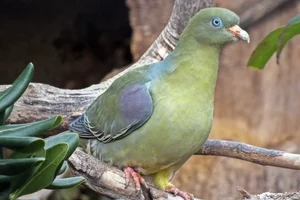 Afrikaanse Papegaaiduif