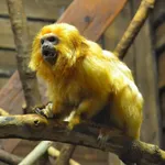 Golden Lion Tamarin