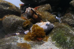 Antarctic spiny plunderfish