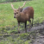 Hog Deer