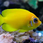 Lemonpeel Angelfish