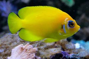 Lemonpeel Angelfish