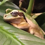 New Granada Cross-banded Treefrog