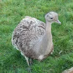Lesser Rhea