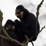Red-cheeked Gibbon
