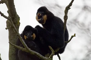 Goudwanggibbon