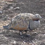 Black-bellied Sandgrouse