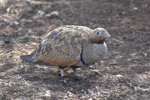 Zwartbuikzandhoen