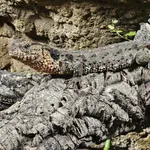 Chinese Crocodile Lizard