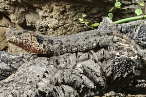 krokodilstaarthagedis