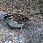 White-throated Sparrow