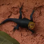 Guatemalan Emerald Spiny Lizard