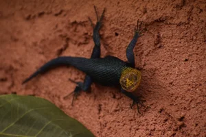 Guatemalan Emerald Spiny Lizard