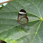 Greta oto (Hewitson, 1854)