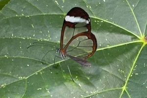 Glasvleugelvlinder