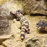 Gila Monster