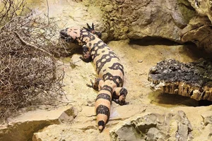 Gilamonster