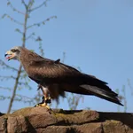 Common Red Kite