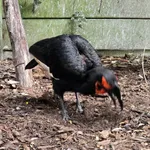 Southern Ground-hornbill