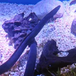 American Eel