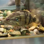 Coreoperca kawamebari