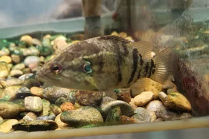 Coreoperca kawamebari