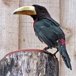 Ivory-billed Araçari