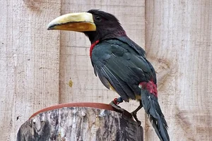 Azara-arassari