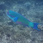 Steephead Parrotfish