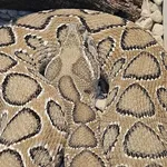 Western Russel’s Viper