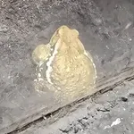 Japanese Common Toad