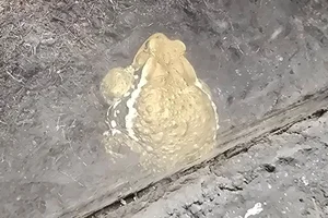 Japanese common toad