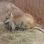 Agile Wallaby