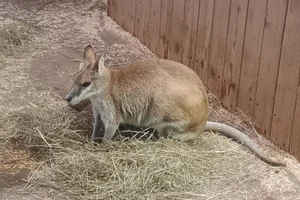 Flinke wallaby