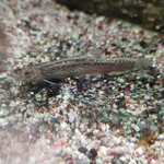 Pond loach