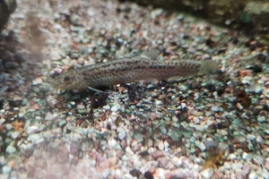 Pond loach