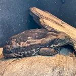 Cope's Toad