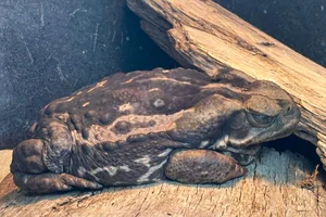 Cope's Toad