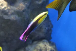 Hawaiian Cleaner Wrasse