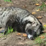 African Civet