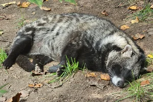 Afrikaanse Civetkat