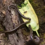 Telodeinopus aoutii