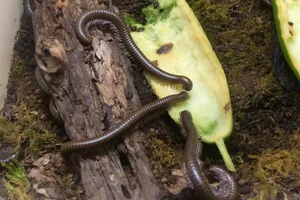 Telodeinopus aoutii
